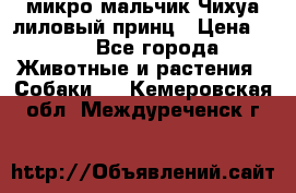 микро мальчик Чихуа лиловый принц › Цена ­ 90 - Все города Животные и растения » Собаки   . Кемеровская обл.,Междуреченск г.